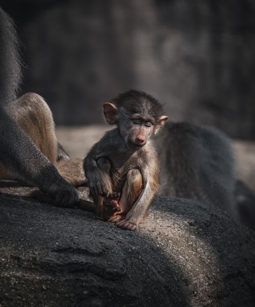 Free Close-up of a baby baboon sitting on a rock in shallow focus. Stock Photo