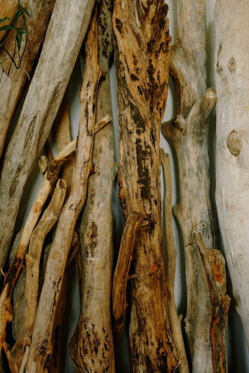 бесплатная Бесплатное стоковое фото с вертикальный выстрел, дерево, крупный план Стоковое фото