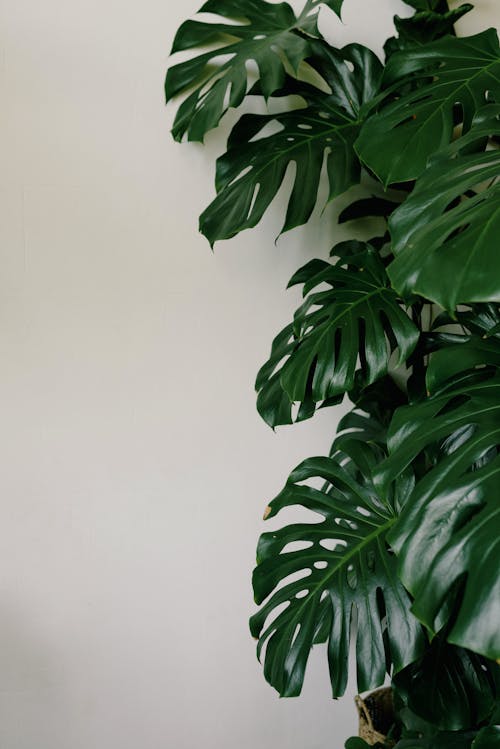 Gratis lagerfoto af blade, grøn, hvid væg Lagerfoto
