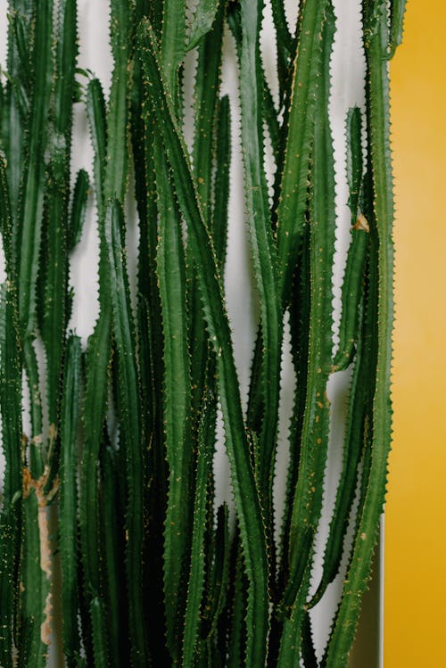 Gratis lagerfoto af grøn, hvid væg, kaktusser Lagerfoto
