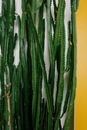 Free stock photo of agave, aloe, back