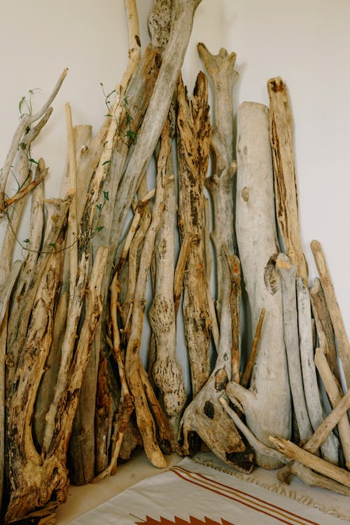 бесплатная Бесплатное стоковое фото с белая стена, вертикальный выстрел, ветви деревьев Стоковое фото
