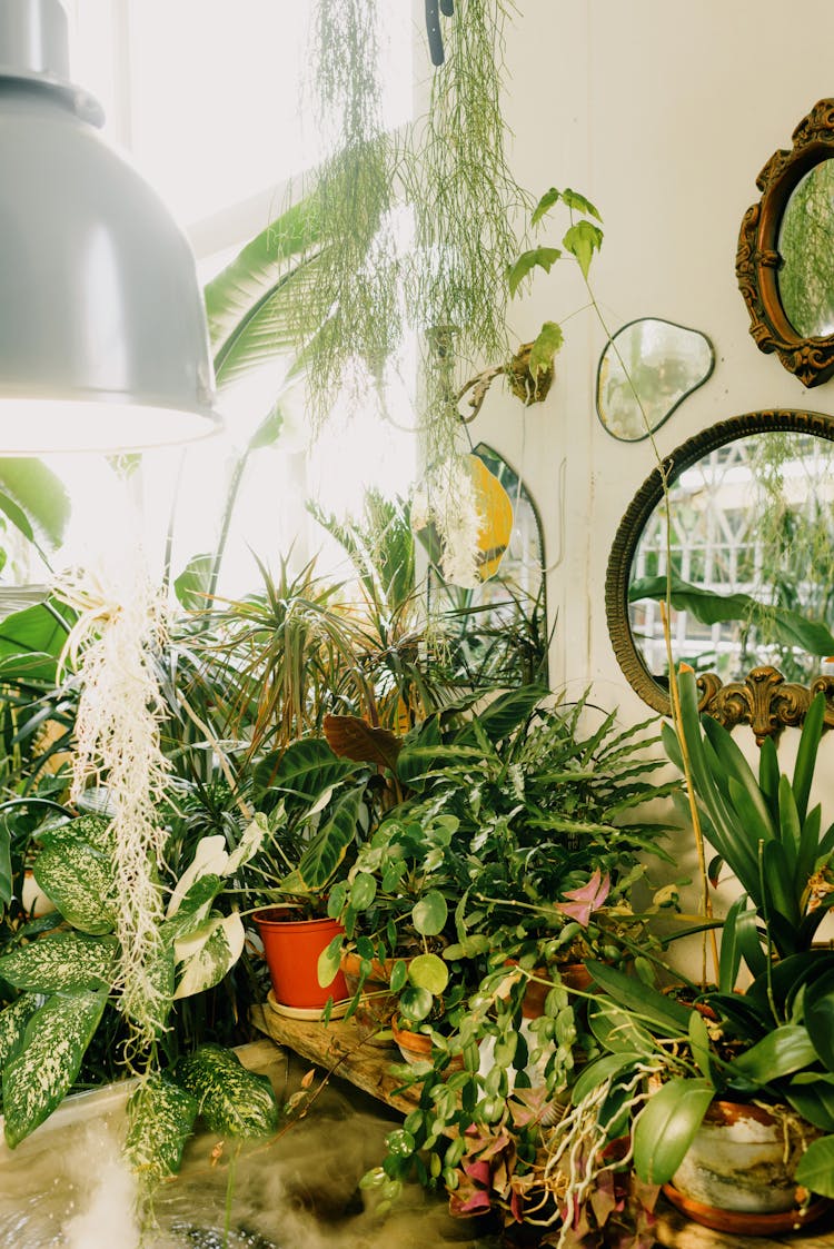 Indoor Plants Beside Wall Mirrors