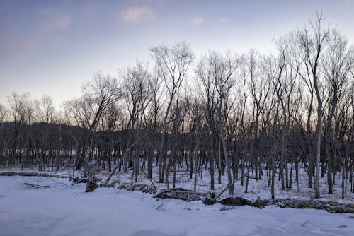 Leafless Trees on Snow Covered Ground