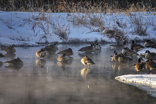 冬季, 冰, 動物攝影 的 免费素材图片
