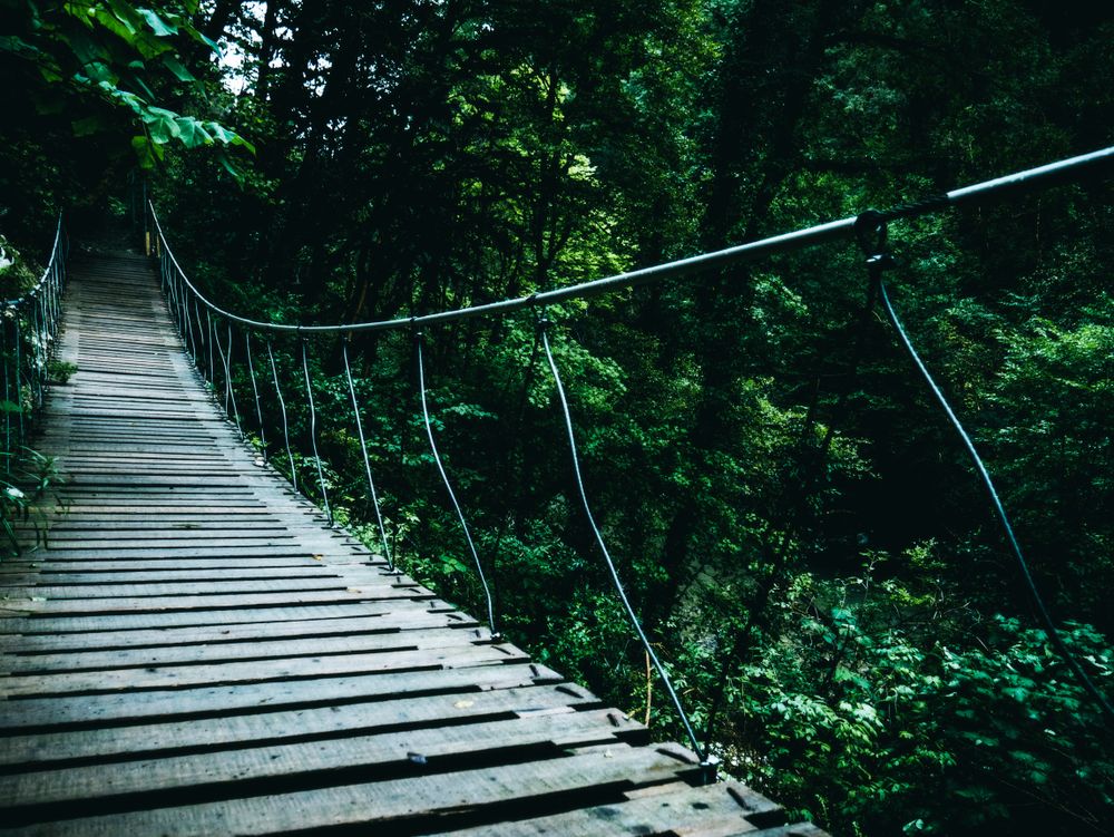 A wooden footbridge crossing a green forest