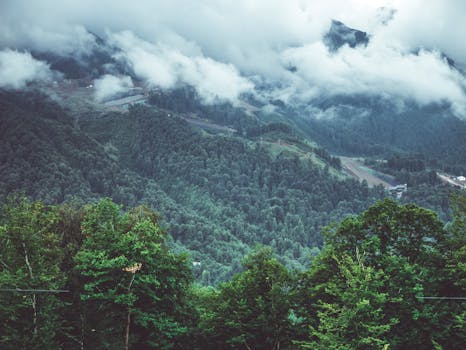 薄雾和云层笼罩着郁郁葱葱的森林，营造出一片宁静的风景