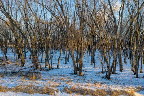 Бесплатное стоковое фото с безлистные, деревья, зима