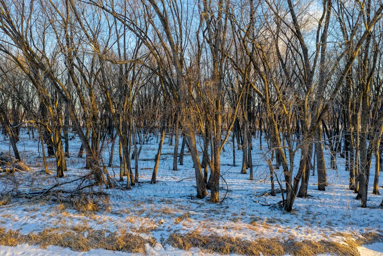 Trees Of A Forest In The Snow