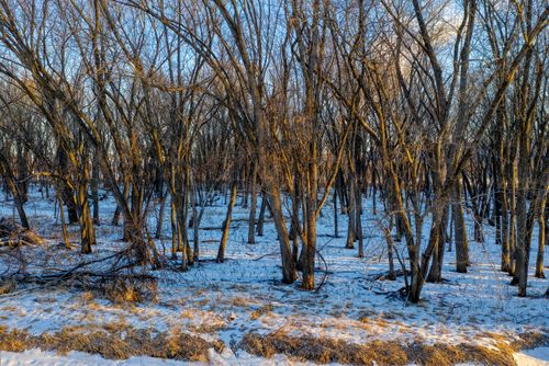 Free Leafless trees in a snowy forest in Minnesota during winter. Stock Photo