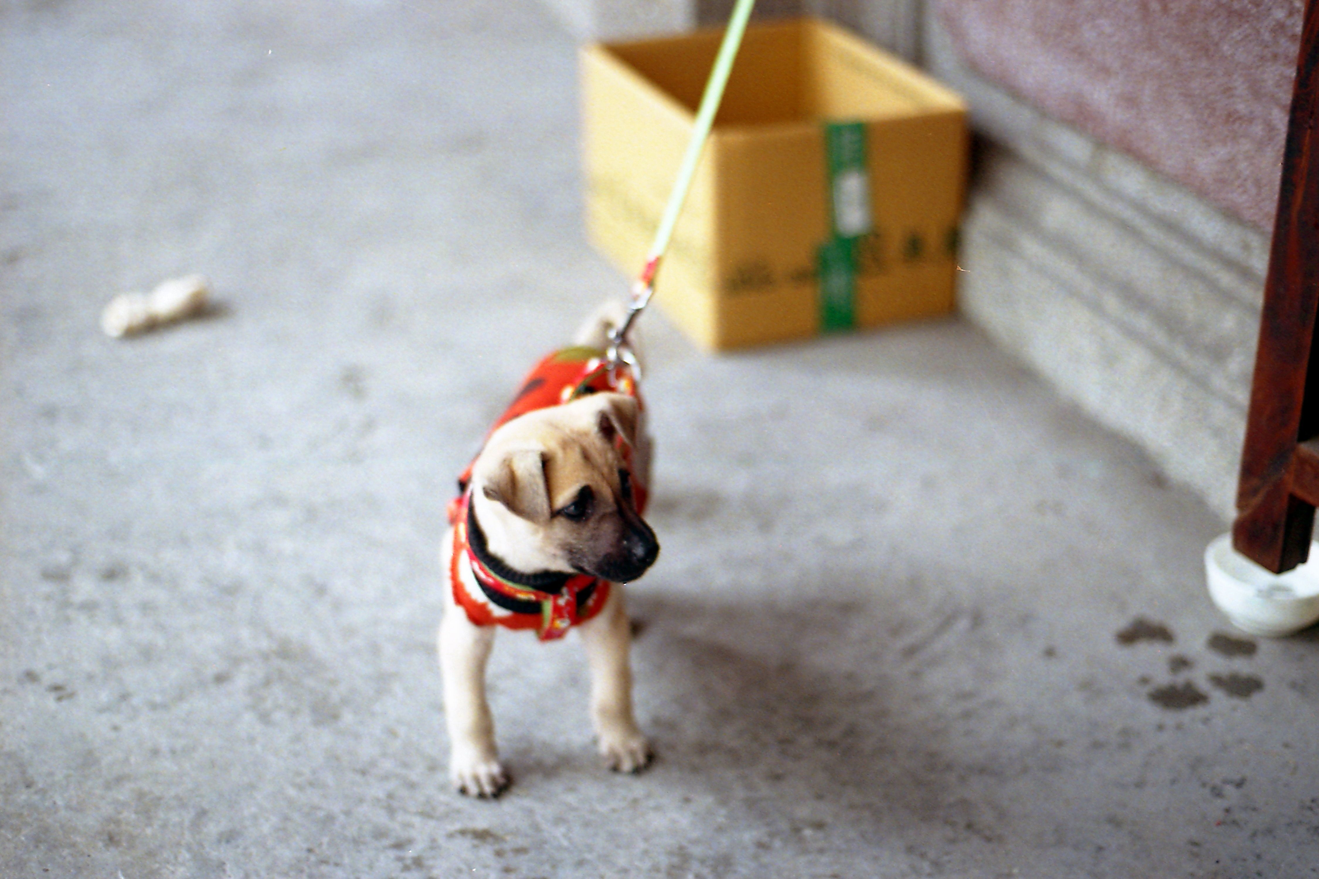Adorable puppy wearing a red jacket on a leash indoors next to a box.