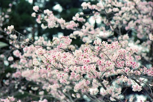 Close-Up Shot Cherry Blossom