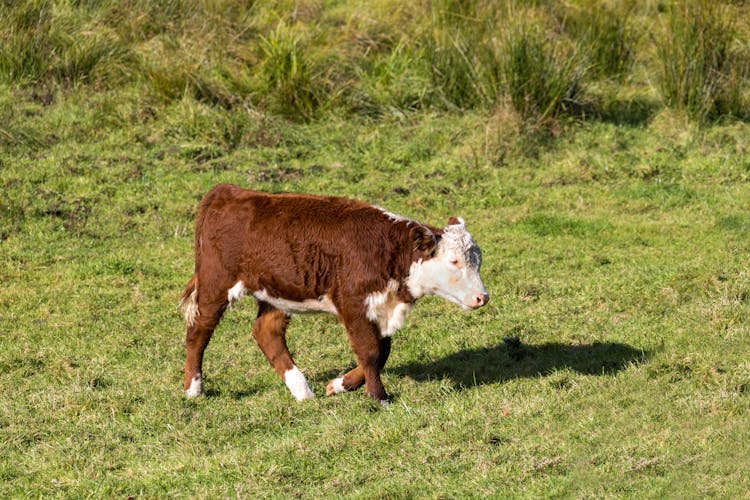 Cute Calf On Grass