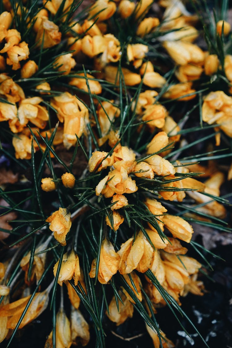 Top View Of Yellow Flowers With Spiky Leaves