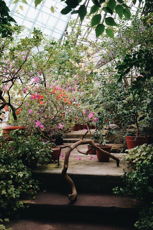 Kostnadsfri bild av blommor, botanisk, buske