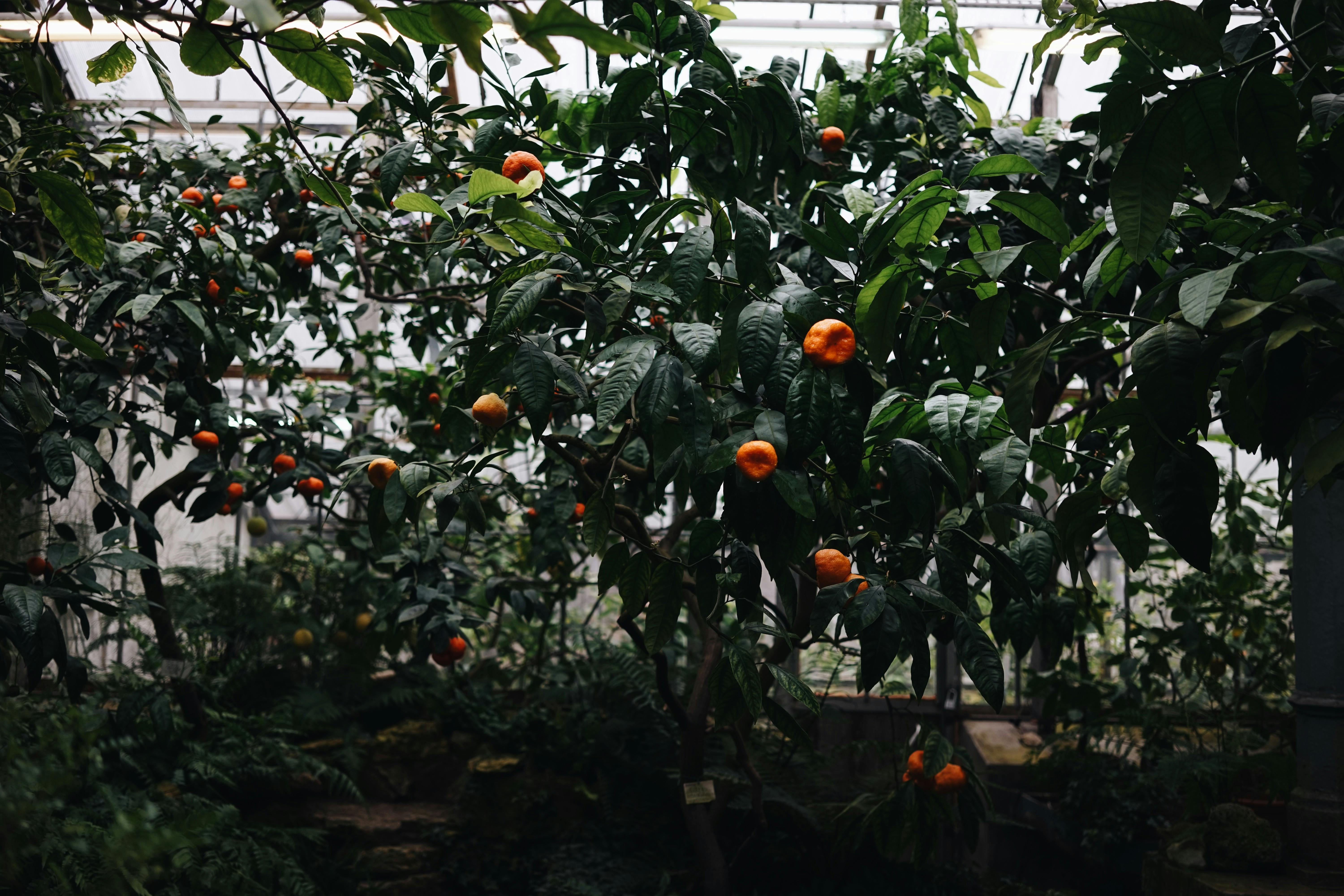 Cultivo de Cítricos en Contenedores: Principios Hortícolas y Enfoques Prácticos