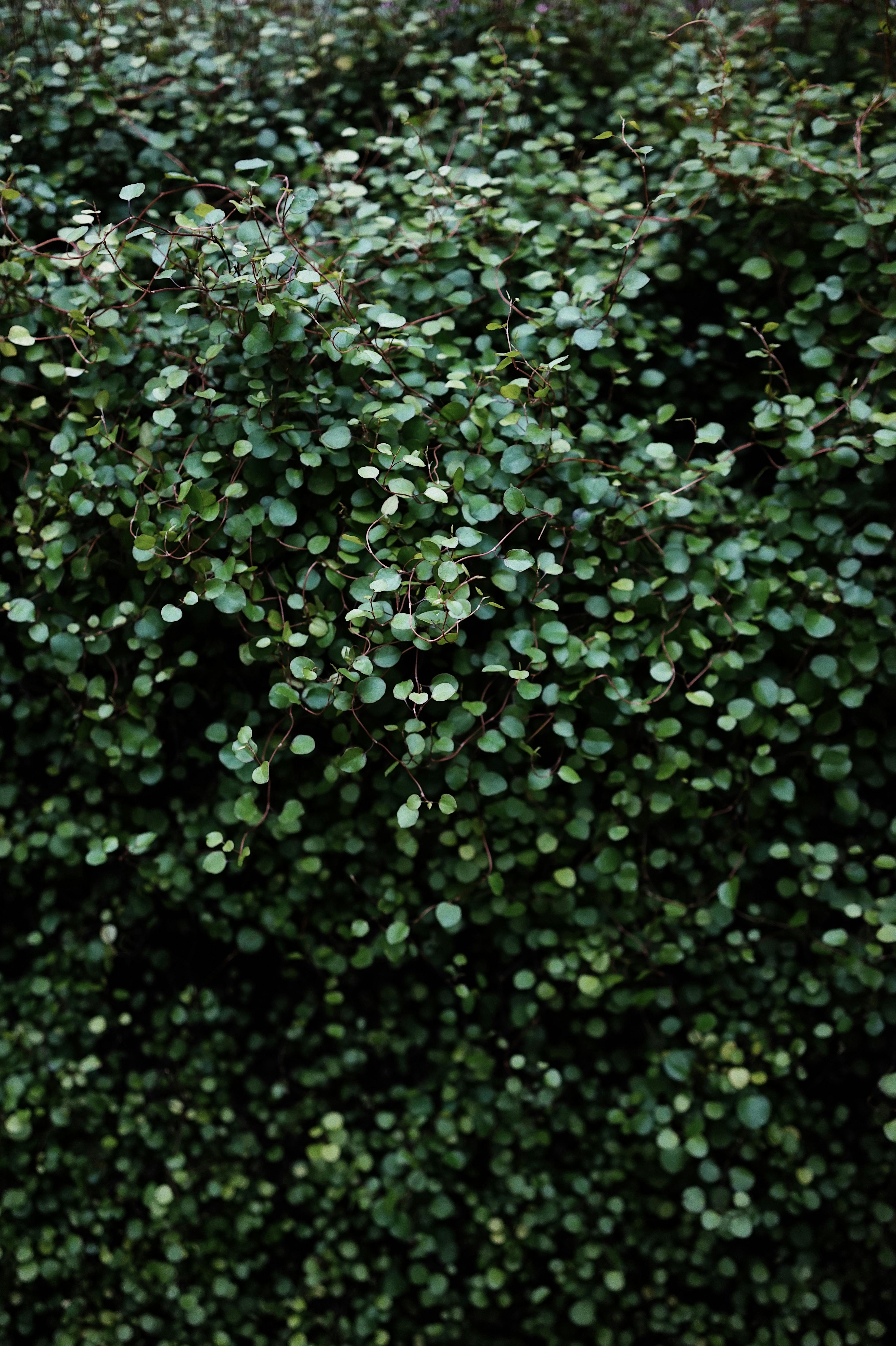 Close-up of lush green maidenhair vine leaves creating a dense, textured background.
