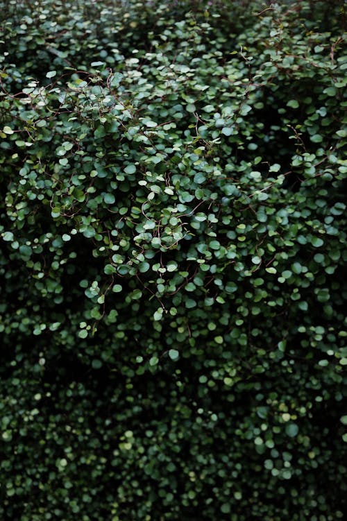무료 나뭇잎, 녹색, 메이든헤어 덩굴의 무료 스톡 사진
