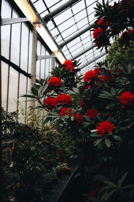 A collection of vibrant red flowers flourishing inside a greenhouse with lush greenery.
