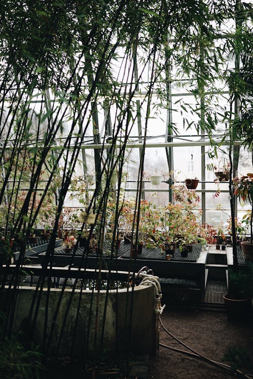 Ilmainen kuvapankkikuva tunnisteilla bambupuut, botaniikka, kasvit
