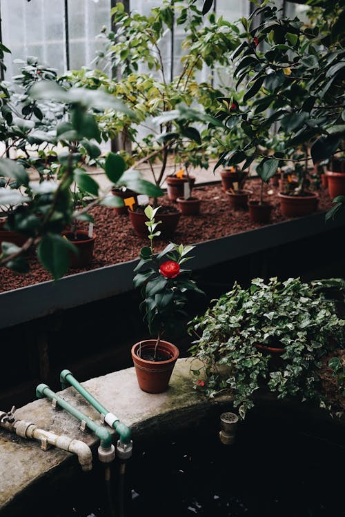 Photo of Potted Plants in a Greenhouse 