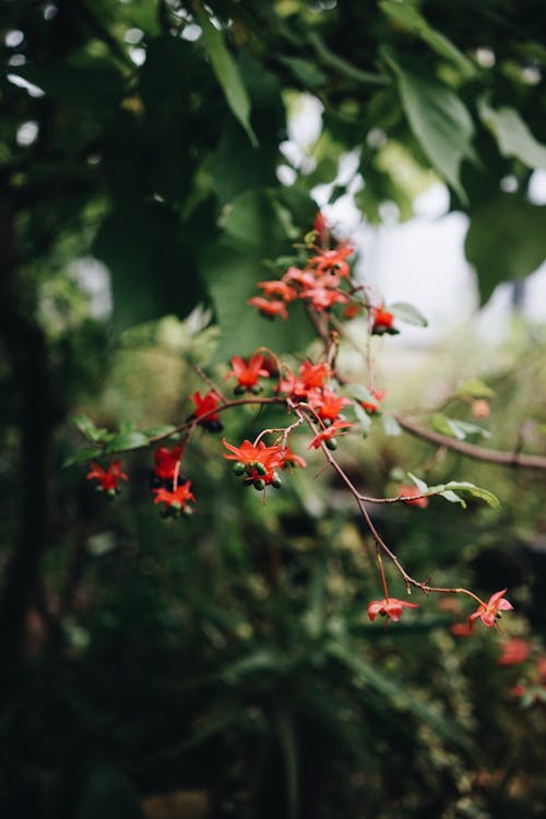 Foto d'estoc gratuïta de arbust de carnaval, flora, florint