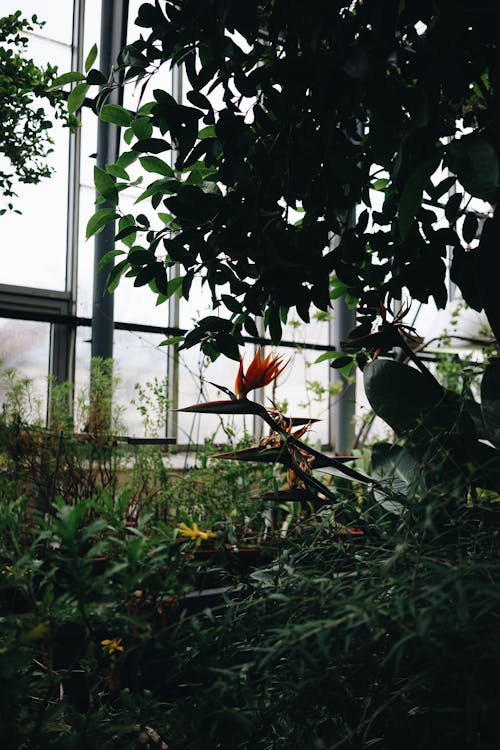 Interior of a Botanical Greenhouse 