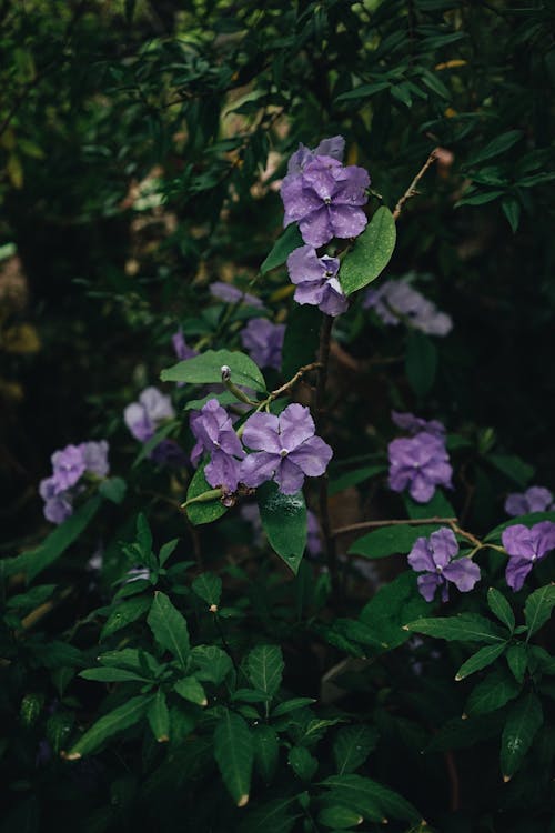 Free Purple Flowers and Green Leaves Stock Photo