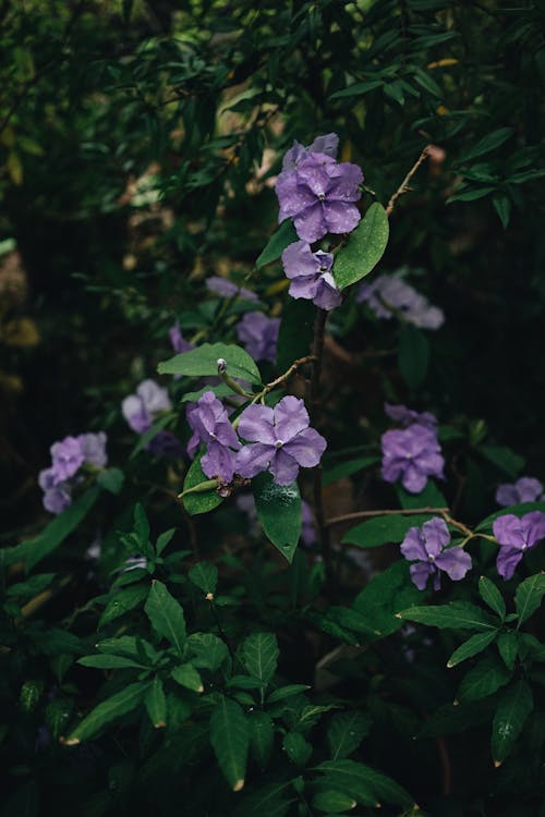 Purple Flowers and Green Leaves