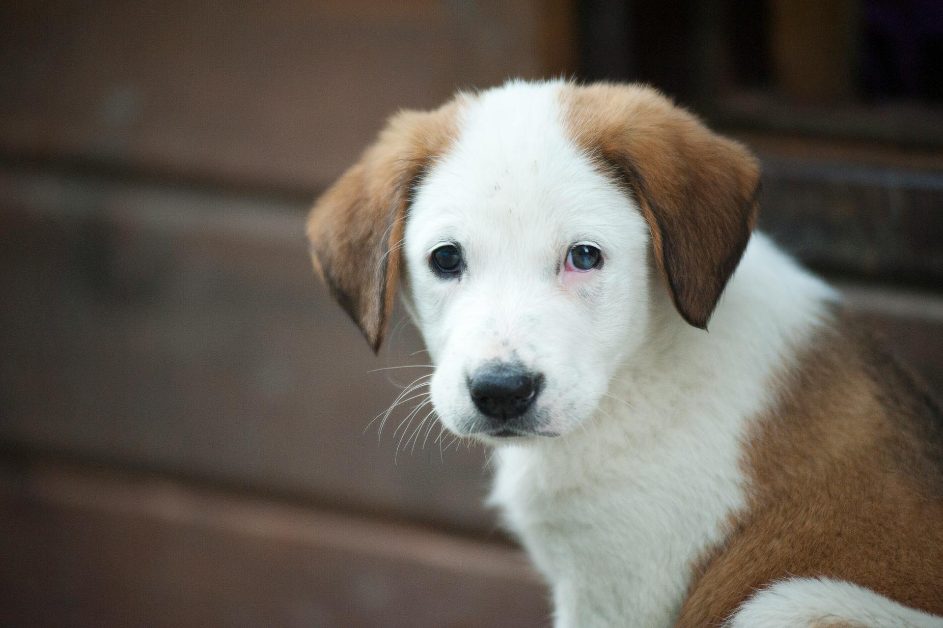 Bruna och vita Border Collie Mix-valpar