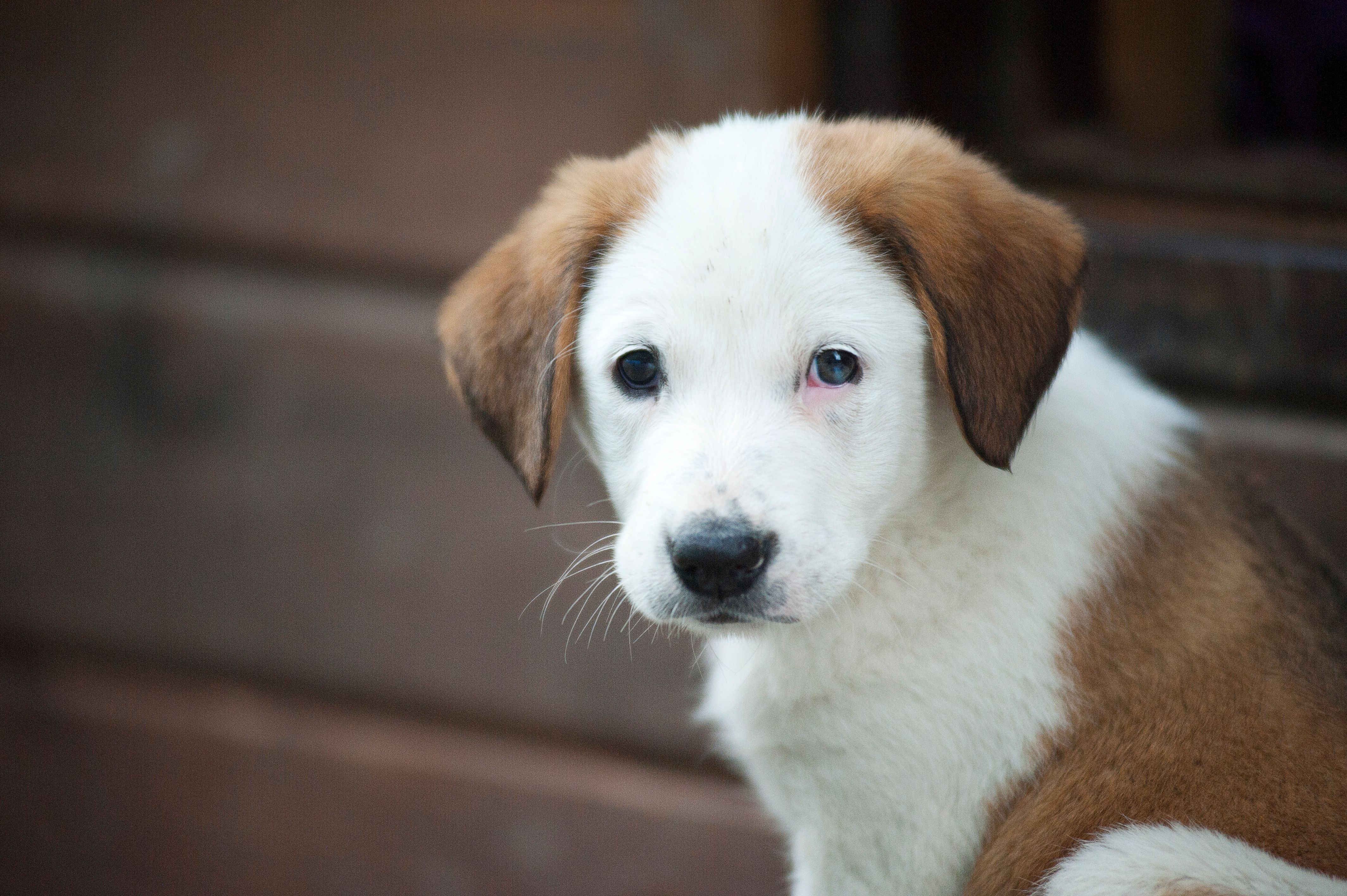 Labrador Source Labrador · Free Stock Photo