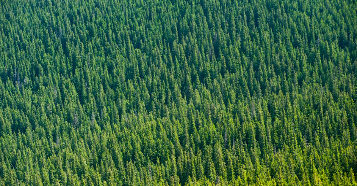 Aerial view of a dense, lush coniferous forest in Kirovohrad, Ukraine.