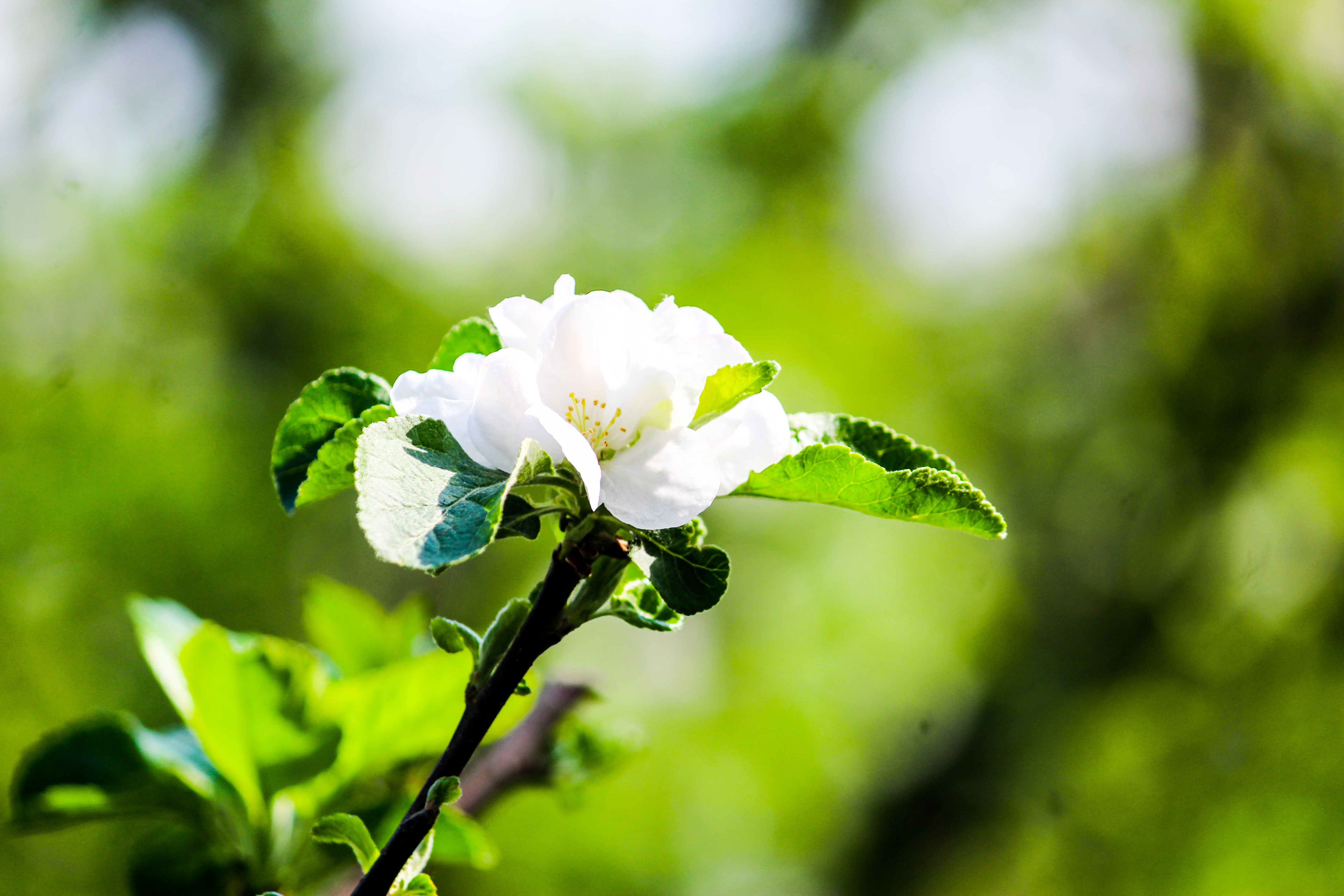 Beautiful close-up of a white flower blossom with vivid green leaves, captured in spring.
