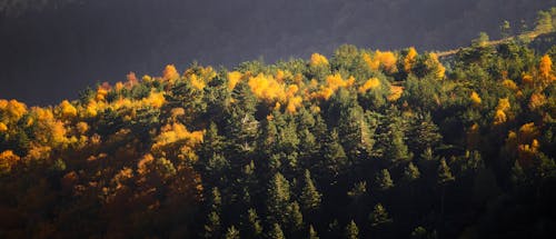 Gratis stockfoto met bergen, Bos, herfst