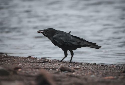 A Crow Eating while on Shore