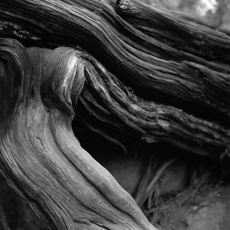 Dry Roots Of A Tree