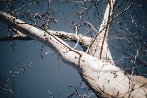 Free Stunning view of a leafless tree branch with a clear blue sky background, showcasing natural beauty. Stock Photo