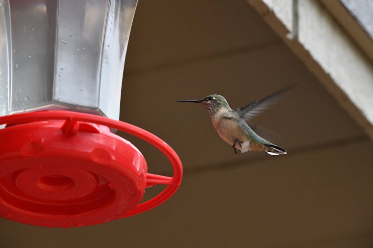 A Humming Bird Hovering Near A Water Dispenser