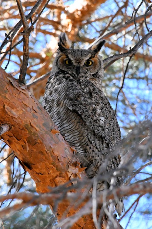 A Great Horne Owl on a Tree Branch
