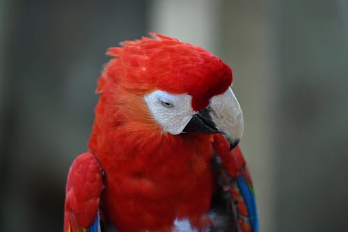 Free A Colorful Bird in Close Up Photography Stock Photo