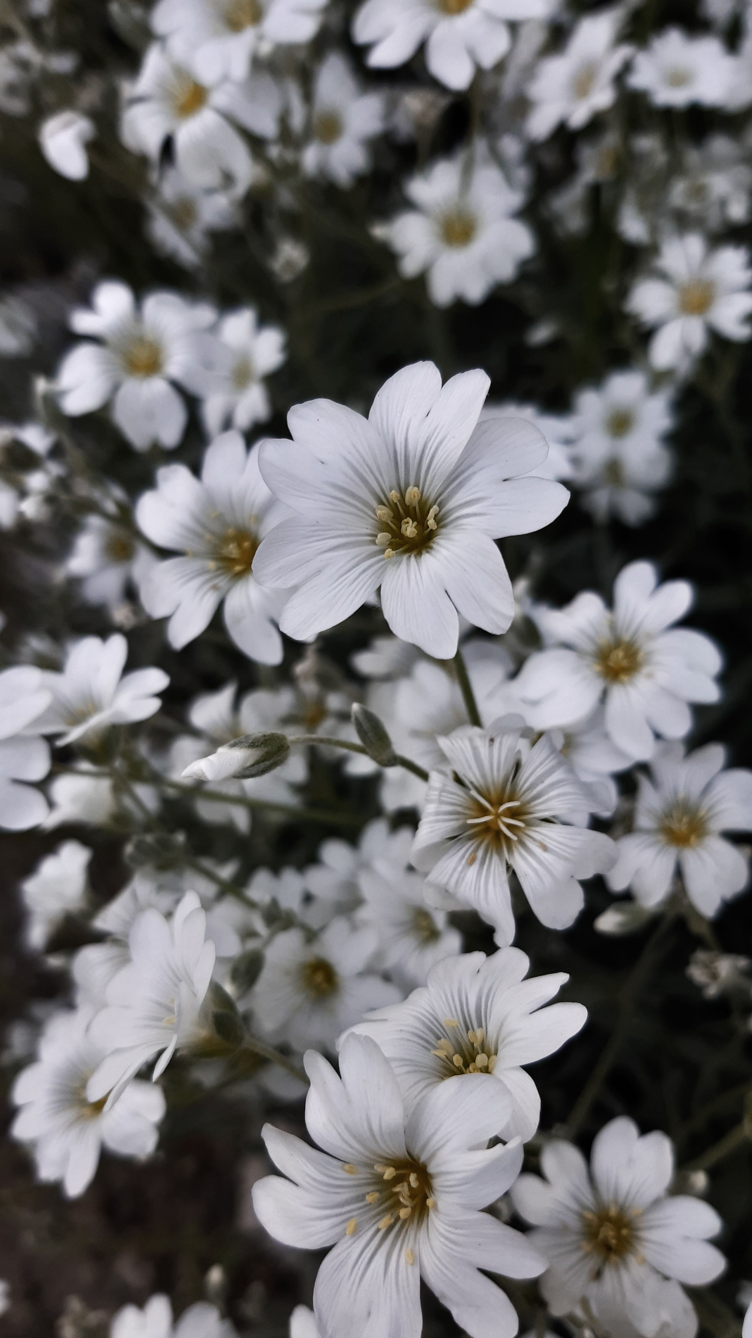 A vibrant close-up of blooming white flowers in spring, capturing natural beauty.