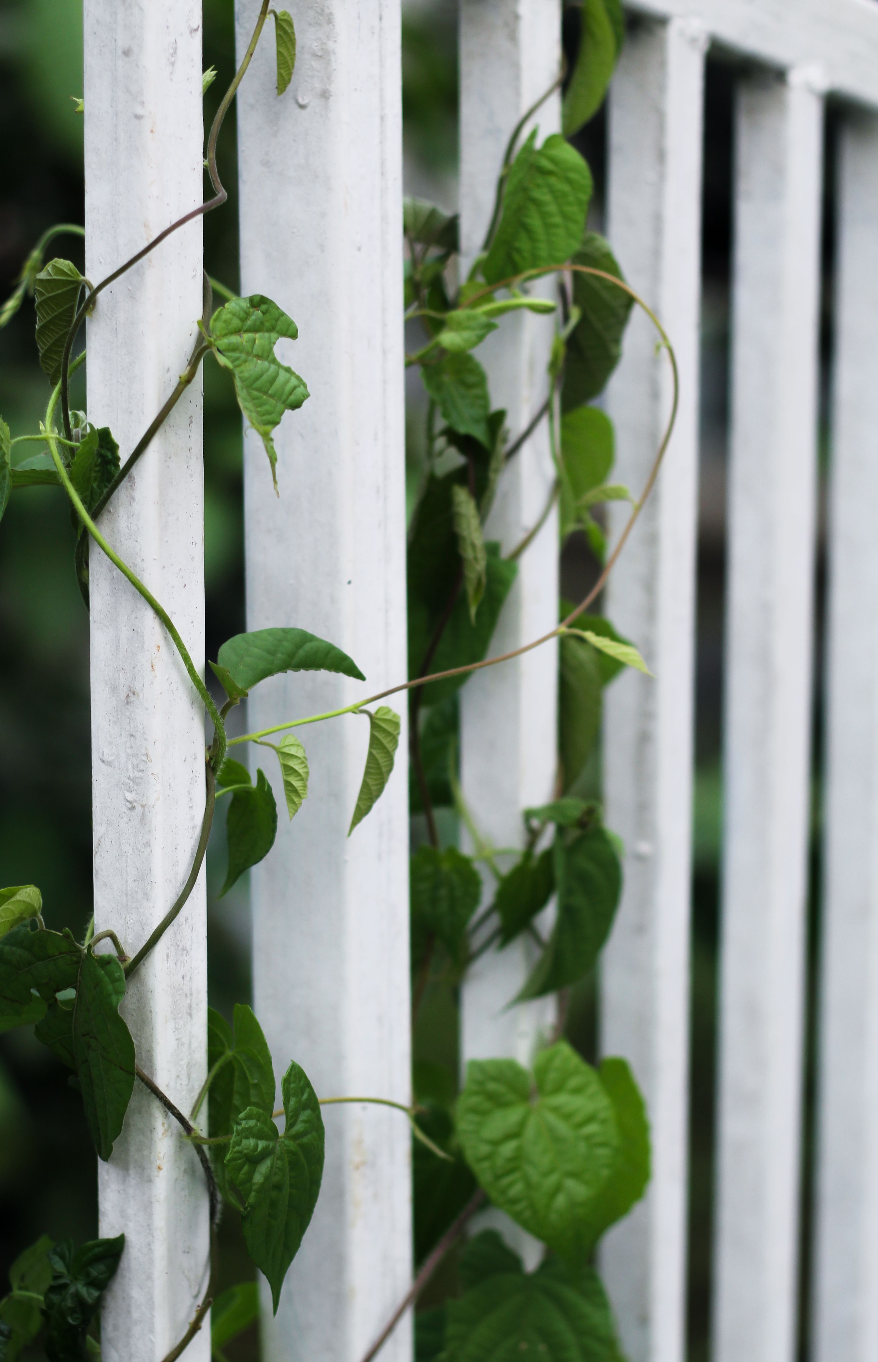 Climber Plant on Railing · Free Stock Photo