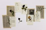 Pressed flowers arranged on old book pages, by Feyza Tuğba on Pexels