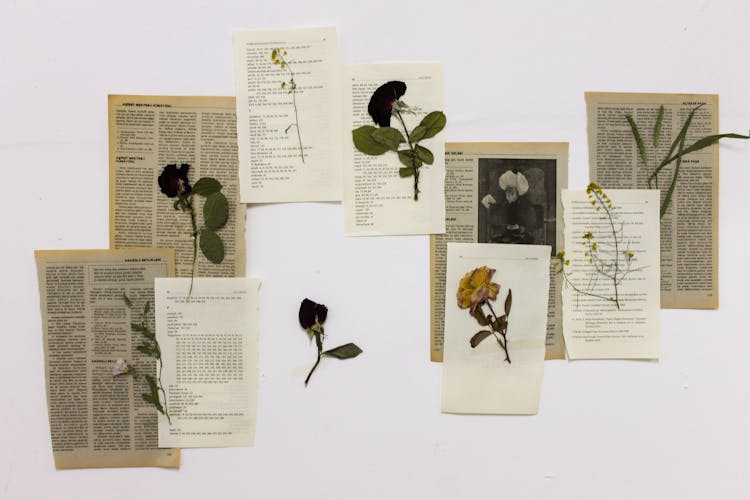 Dried Flowers And Book Pages