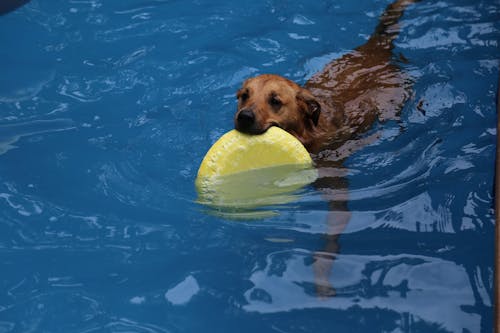 狗, 狗和飛盤一起游泳, 狗游泳 的 免費圖庫相片
