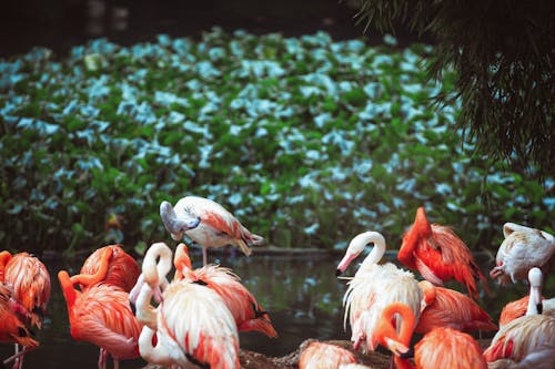 Ingyenes stockfotó állat, állatfotók, flamingók témában Stockfotó