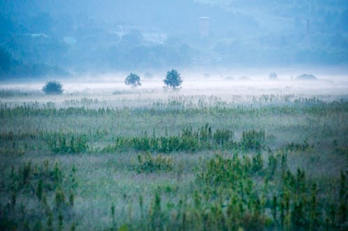 Foggy Green Field