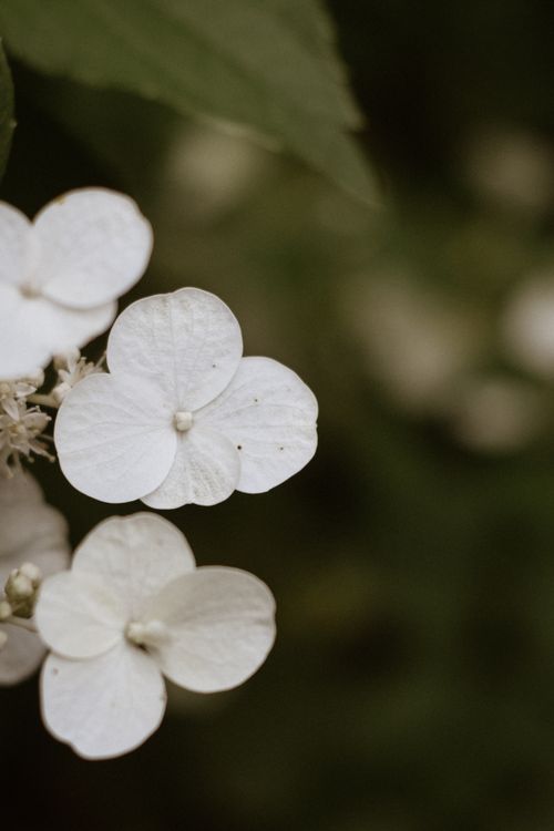 Free A close-up shot of delicate white hydrangea flowers showcasing their petals and natural beauty. Stock Photo
