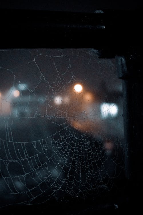 Free stock photo of cobweb, dark, frost