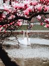 White Swan on Water